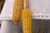 FJS_9835